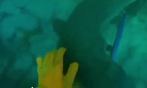 Joven grabó cuando tiburón  le mordió la mano