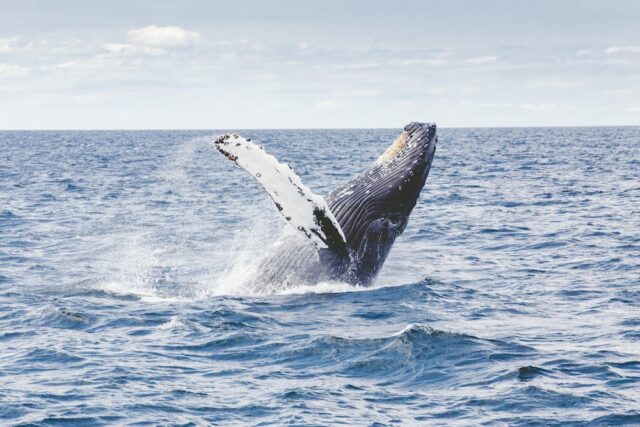 NOAA: ballenas y nutrias son más vulnerables por crisis climática