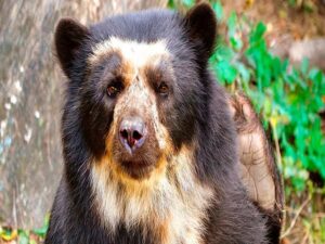 Fundación Yammine - Oso frontino ¡Especie en peligro de extinción en Venezuela! - FOTO