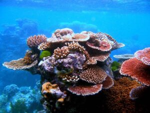 La Gran Barrera de Coral, Fundación Yammine.