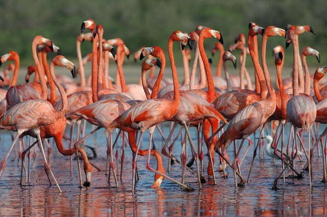 Refugios de fauna silvestre en Venezuela