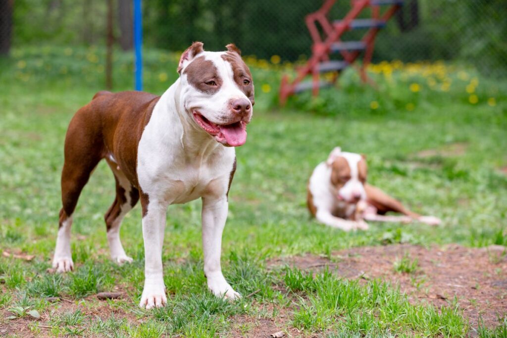 El-Gobierno-britanico-prohibira-la-raza-de-perro-American-Bully.jpg