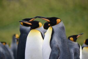 pinguinos rey
