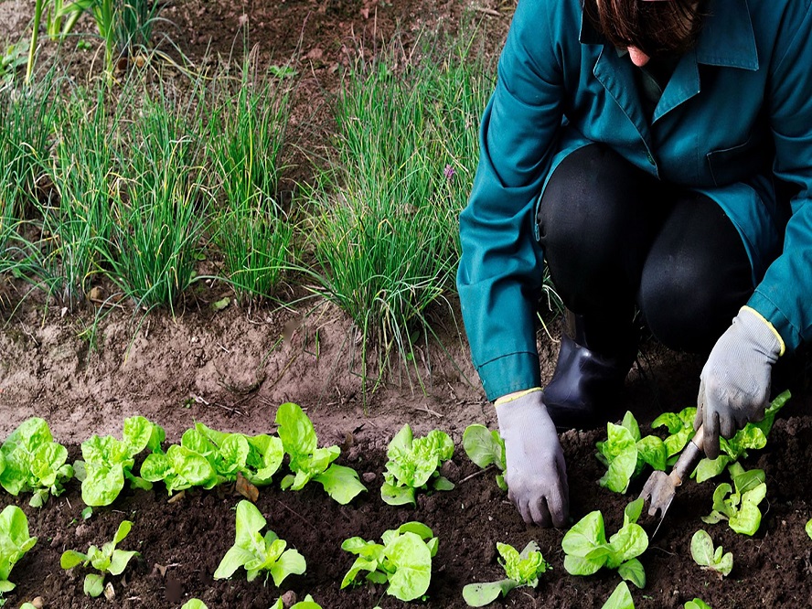 Fundación Yammine - Agricultura ecológica ¡Apuesta segura para la sostenibilidad empresarial! - FOTO