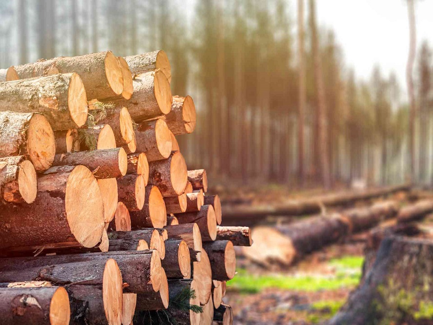 Fundación Yammine - ¡Conócelos! Beneficios que ofrece la madera al ambiente - FOTO