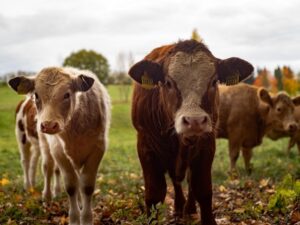 Juan Fernando Serrano Ponce - Ganadería extensiva; Qué es, Cuáles son sus ventajas y desventajas - FOTO