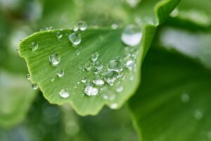ginkgo-biloba.jpg