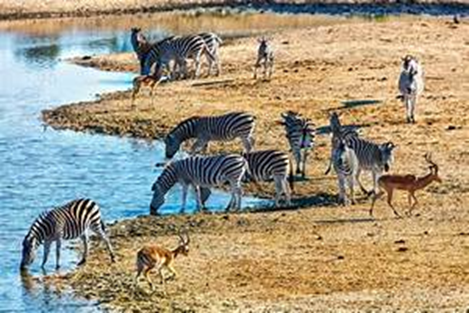 Safari en el Parque Nacional de Kruger