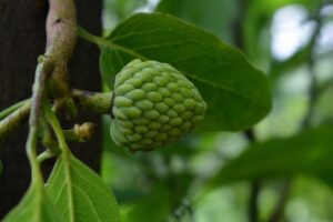 cherimoya-fruit-2668293_1280.jpg