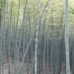 Expertos destacan al bambú como alimento «sostenible» para el futuro