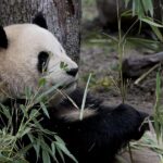 Consideran a España el país europeo «más exitoso» para la cría de pandas