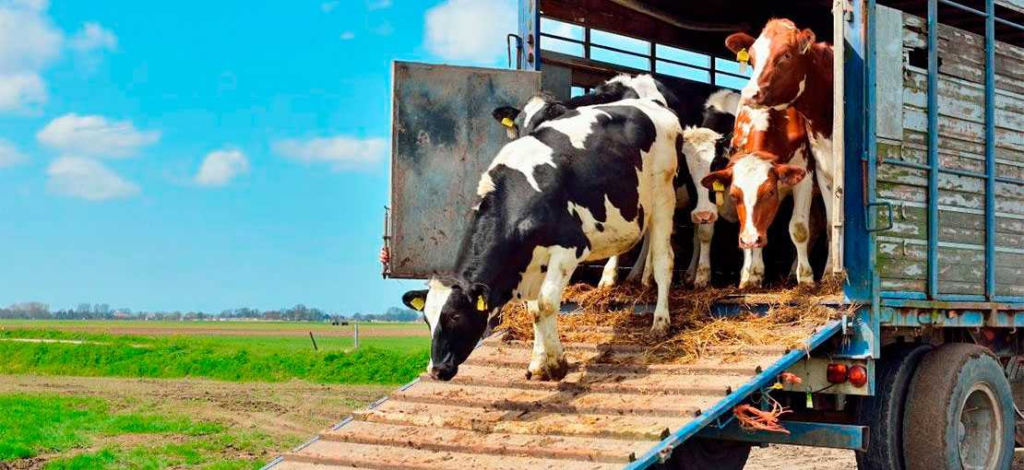 Estrategias para Reducir el Estrés en el Ganado durante el Transporte 