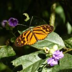 Las mariposas amazónicas son ejemplo de evolución en especies híbridas
