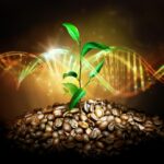 Obtienen el genoma de referencia de más calidad del café Arábica