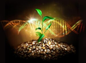 genoma café arábica