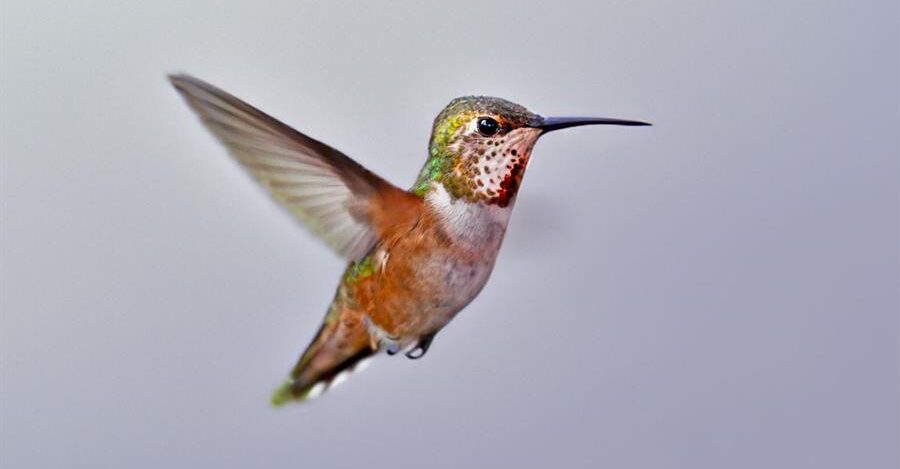 colibrí