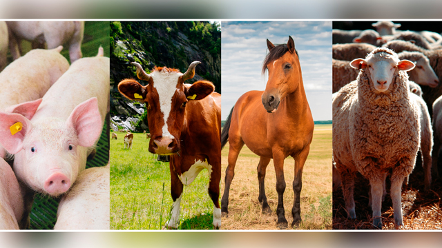 Principales razas de ganado bovino, ovino, caprino y porcino: Conoce la diversidad y características de estas especies ganaderas
