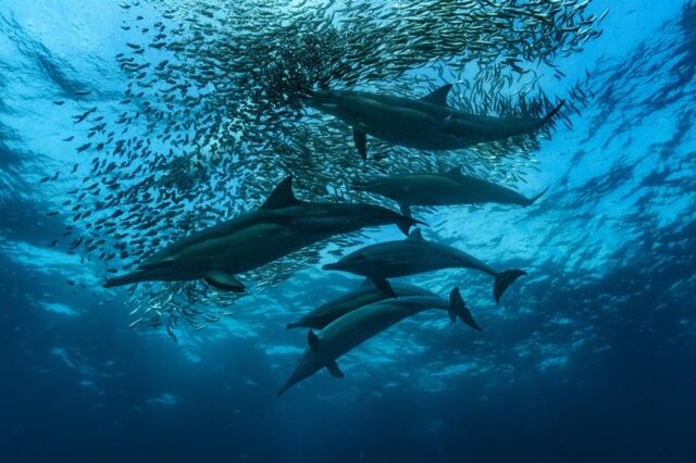 migración de sardinas