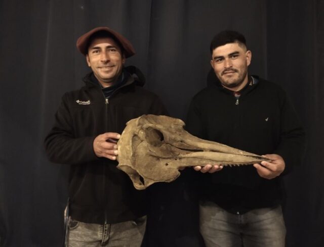 El Sumario - Hallaron un cráneo de delfín de 5.000 años de antigüedad cráneo de delfín