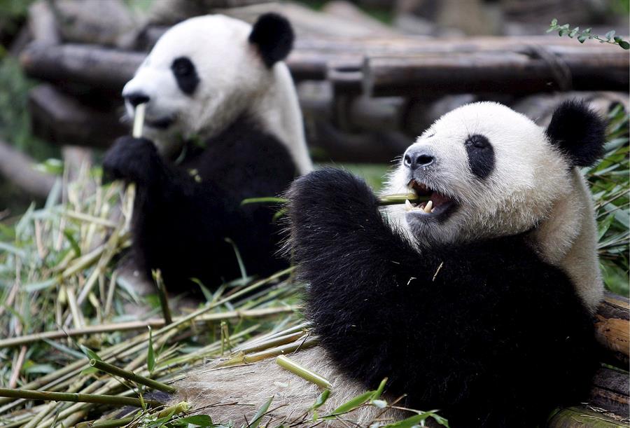oso panda