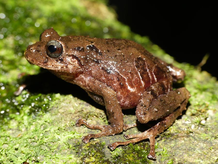rana