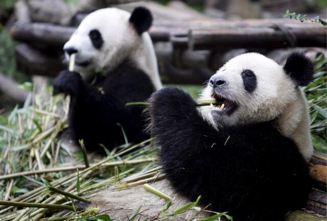 oso panda