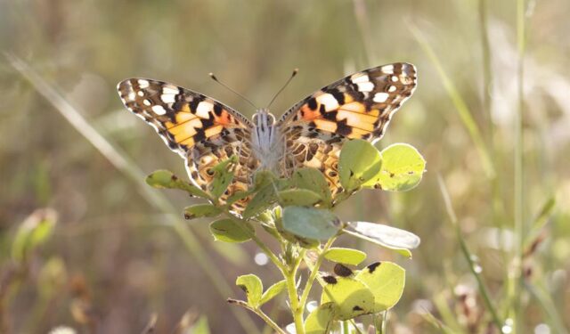 mariposas