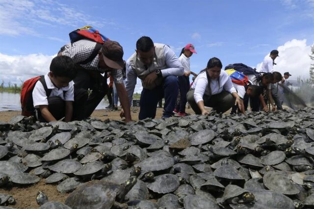 tortugas