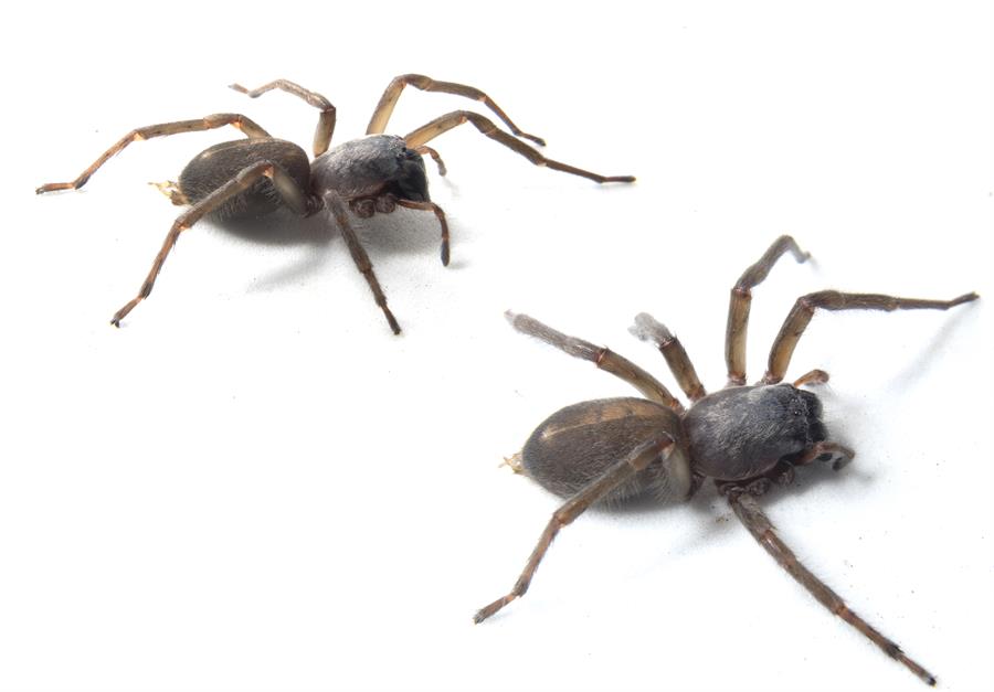 araña