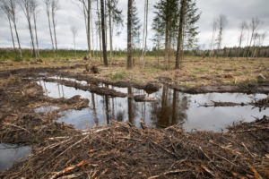 Amenazas a la Biodiversidad: Deforestación, Contaminación y Cambio Climático 