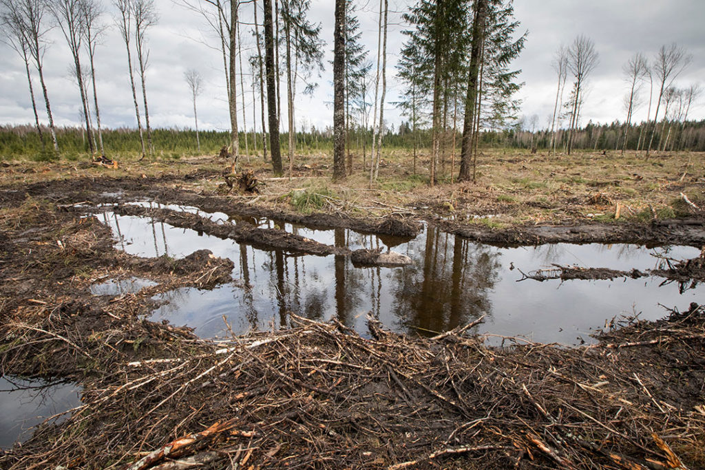 Amenazas a la Biodiversidad: Deforestación, Contaminación y Cambio Climático 