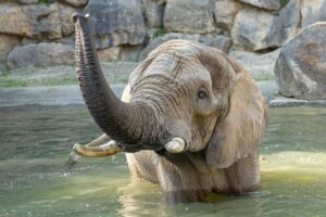 elefante - natural