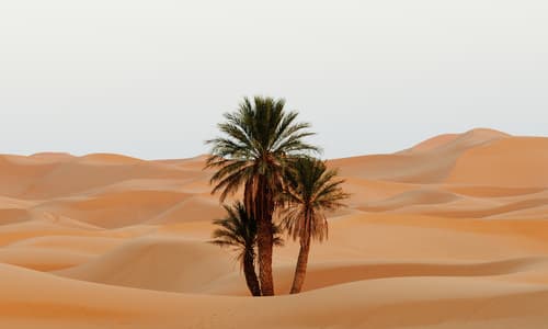 Una-oportunidad-en-medio-del-desierto.jpg