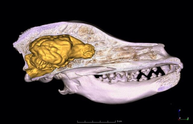 El Sumario - ¿Por qué el cerebro de los perros es más pequeño? cerebro perros