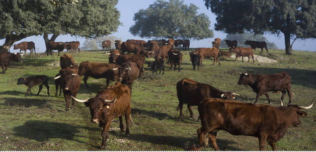 Treseus | Guardianes del Terreno: Razas Autóctonas en la Ganadería Extensiva