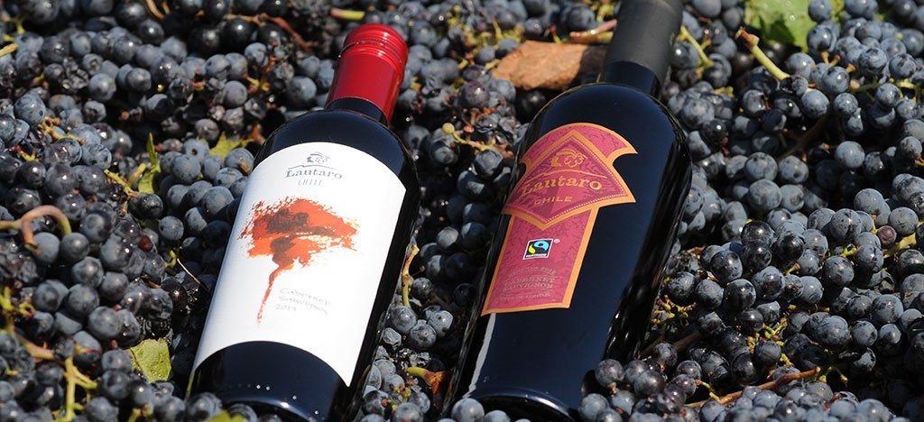 El Apasionante Auge de los Vinos Ecológicos y de Comercio Justo 