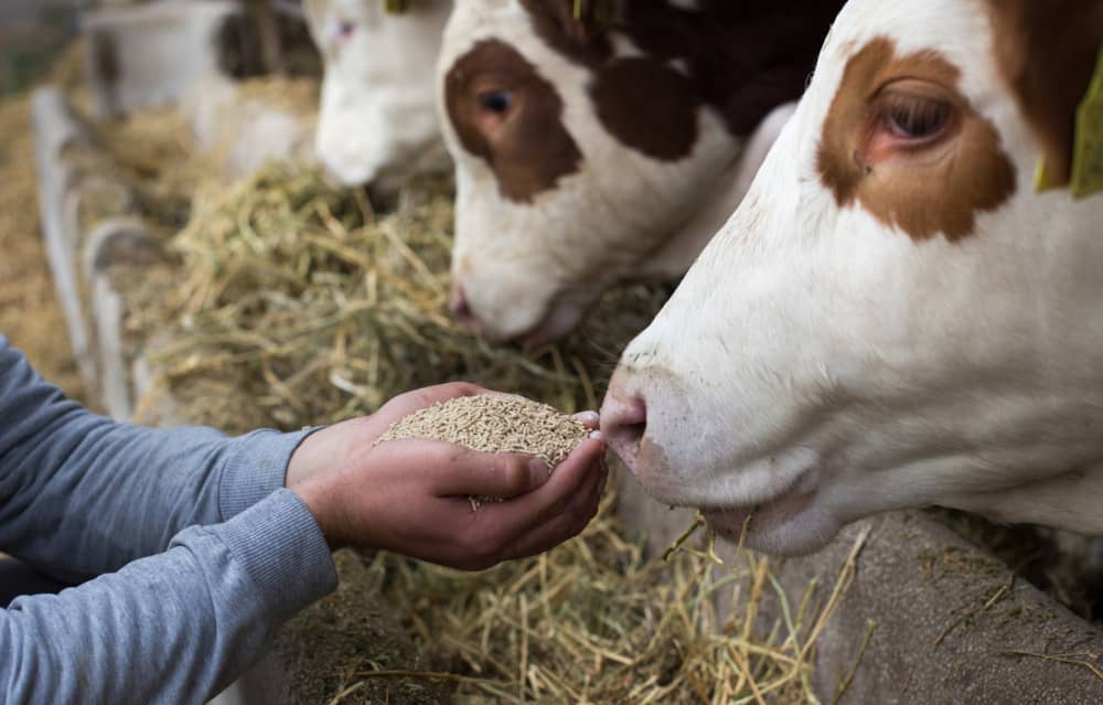 Luis Alejandro Sampayo Cabada | Descubre los Mejores Tipos de Alimentación Animal para un Ganado Sano y Productivo 