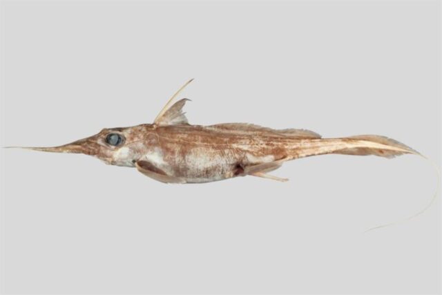 El Sumario - Descubren una nueva especie de tiburón fantasma tiburón fantasma