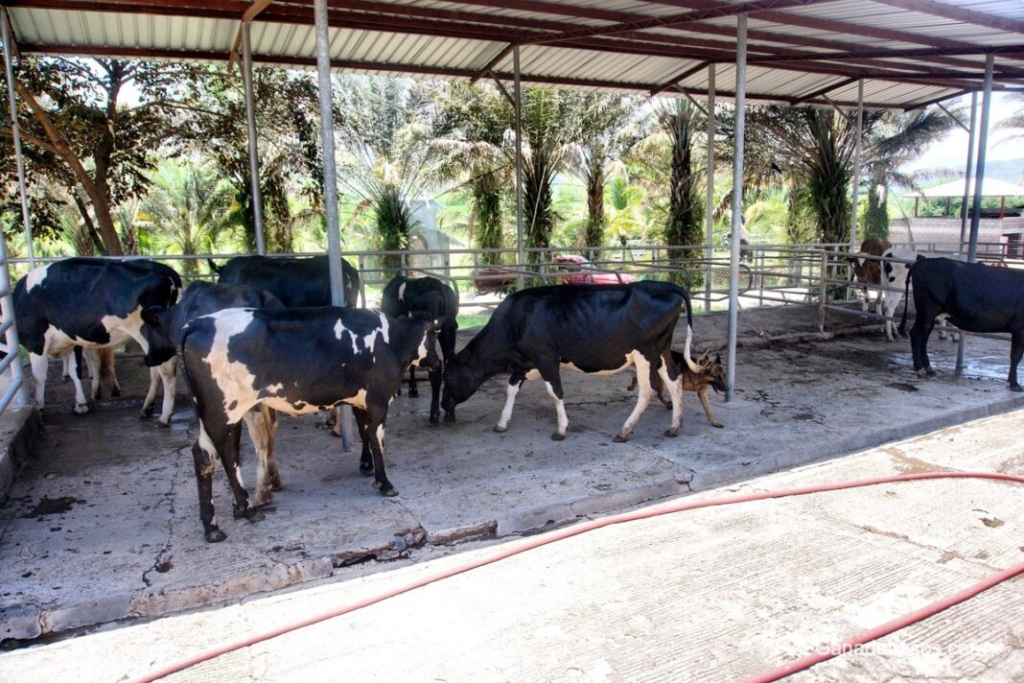 Treseus | Nutrición Bovina: Los Pilares Fundamentales para una Ganadería Saludable
