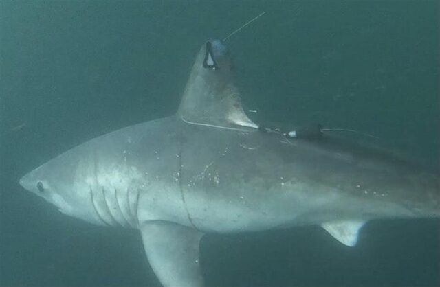 El Sumario - Revelan que los tiburones también se cazan entre ellos tiburones