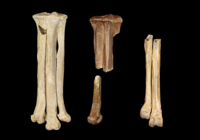 El Sumario - Descubren nuevas especies que convivieron con el T.Rex fósiles