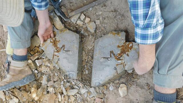 El Sumario - Hallan fósil de renacuajo de 161 millones de años fósil