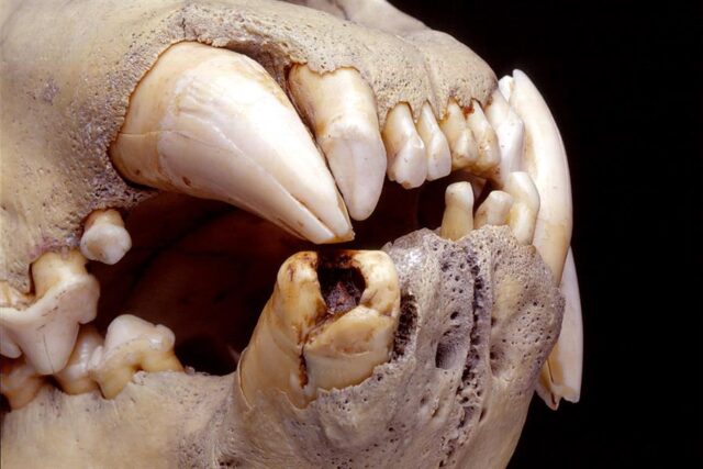 dentadura de leones