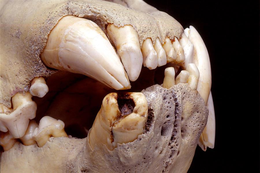 dentadura de leones