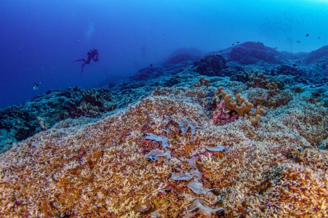 El Sumario - Descubren el coral más grande del mundo en Islas Salomón coral