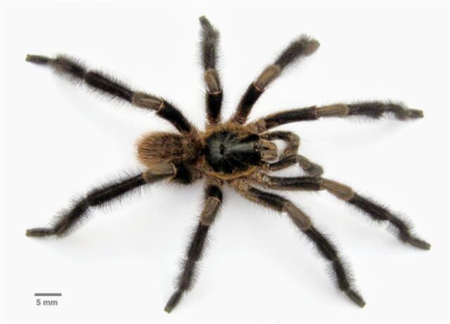El Sumario - Descubren una nueva especie de tarántula en Cuba tarántula