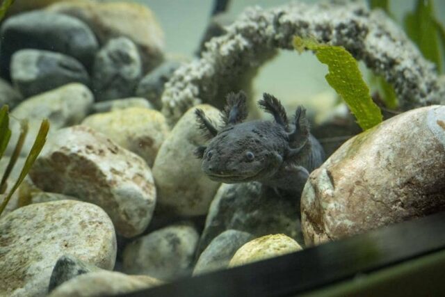 El Sumario - Exposición en Ecuador busca proteger especie en peligro ajolotes