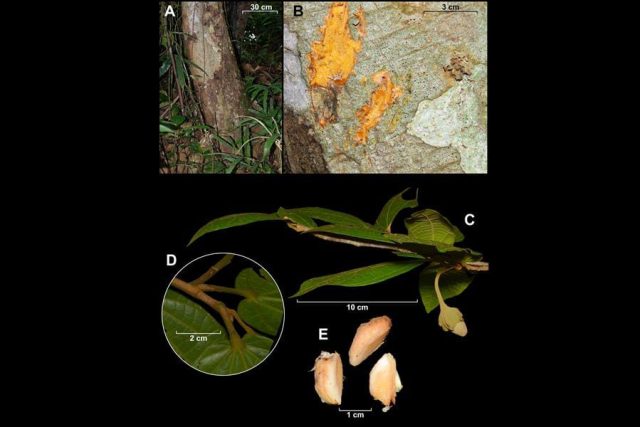 El Sumario - Identifican nuevas especies de árboles en Sudamérica árboles - nuevas especies