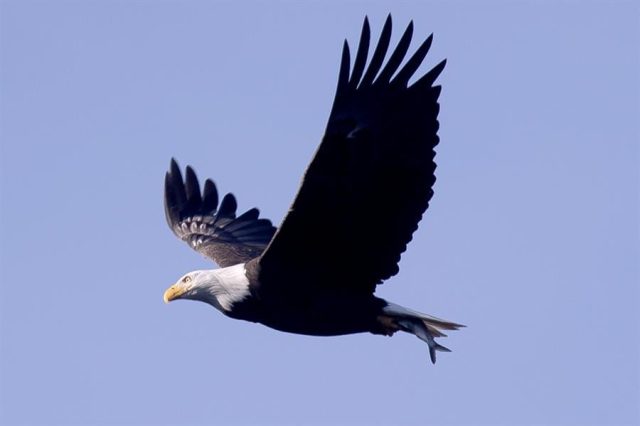 El Sumario - El águila calva es oficialmente el ave nacional de EEUU águila calva