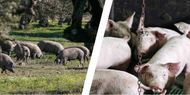 Treseus: Ventajas de la Ganadería Extensiva sobre la Intensiva